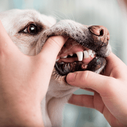 犬の歯周病