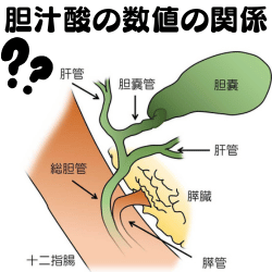 アジソン病と胆汁酸の数値の関係は？